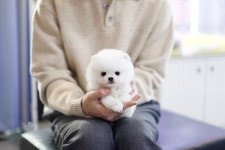 일산파주강아지분양고양이분양바니캣 | 펫퍼스트 24시 강아지분양 고양이분양 파주운정점