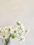 한나비플뢰르드로즈 | 플레르로즈