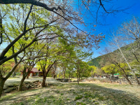 유명산밸리캠핑장