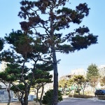 주식회사울창한나무병원 | 드림나무병원