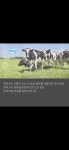 덴마크우유중상동대리점 | 덴마크우유 태산유통대리점