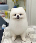 강아지미용실OJ | 와우펫 살롱 강아지미용실