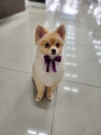 마이펫