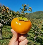 국대인 농산(주) | 국대농장