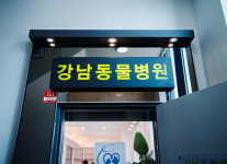 강남동물병원