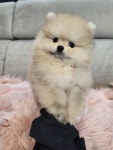 라라펫 남양주점