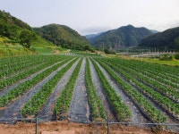 맛깔난 사과농원