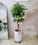덕명항아리조경민속꽃 | 꽃송아리
