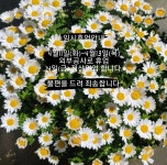 살롱드피노(salon de fino) | 피노