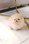 펫제이