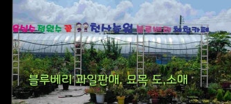천사로농원 | 천사농원 블루베리유실수