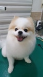 멍멍이천국애견미용샵 | 프리멍샵애견미용