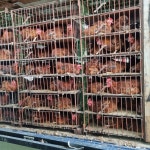 오늘잡은 토종닭 오골계 신진시장 | 오늘잡은토종닭오골계 신진시장