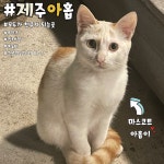 제주아홉혼술바협재점 | 제주아홉 혼술바 본점 협재점