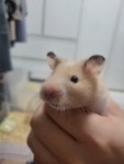 씨유펫24시애견용품상계동점 | 반려동물용품 씨유펫 상계동점