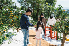 주연이네감귤밭 | 제주여행감귤밭