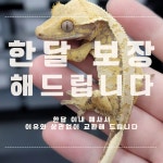 몬스터펫샵안성맞춤점 | 몬스터펫 파충류 샵