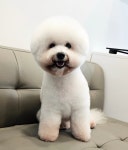 클래시그루밍도그 | 올 도그 그루밍