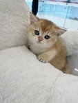 펫365백제대로 | 펫365 전주백제대로점 강아지고양이분양