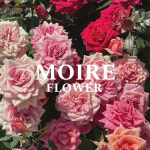 무아르플라워/Moireflower | 무아르플라워 의정부점