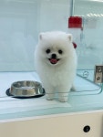 펫365백제대로 | 펫365 전주백제대로점 강아지고양이분양