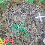 훈이네무안낙지