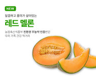 수신진영멜론농원 | 수신멜론보라농원
