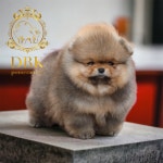 포메라니안켄넬DBK댕복궁 | 포메라니안켄넬 DBK