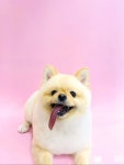 미사헤븐시티코펫스쿨 | 펫더헤븐화봉점