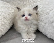 펫365백제대로 | 펫365 전주백제대로점 강아지고양이분양
