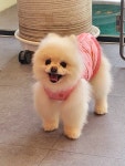 까망이