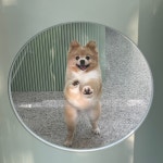 퍼피어스 | 아워퍼피