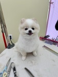 차차스살롱(chacha's salon) | 차차펫살롱
