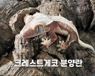 크레킹렙타일