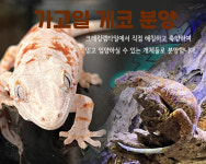 크레킹렙타일