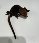 크레킹렙타일