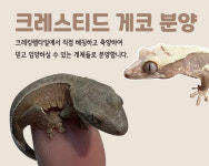 크레킹렙타일