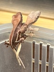 크레킹렙타일