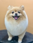리꼬리꼬 펫살롱