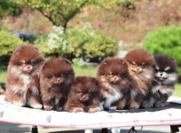 포메라니안켄넬DBK댕복궁 | 포메라니안켄넬 DBK