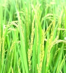 우호삼푸줏간부촌점 | 우호삼푸줏간