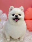 리꼬리꼬 펫살롱