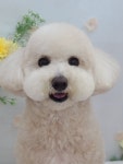 멍멍이천국애견미용샵 | 멍멍이 애견미용