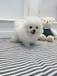 하이퍼피강아지분양군 | 부산강아지분양 하이퍼피