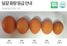 성경도매마트주 | 성경계란도매