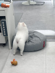 그루몽