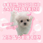 하이퍼피강아지분양군 | 하이퍼피 강아지분양 고양이분양 군산본점