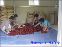 영양태양고추 산초농장