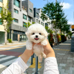 위례송파강아지분양르달링 | 유앤미펫 강아지분양 고양이분양 위례점
