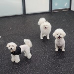 멍핏스튜디오 강아지 돌봄 유치원